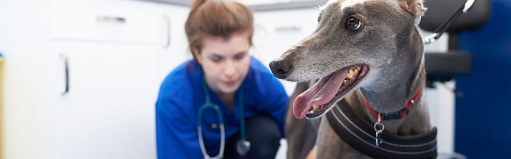 Greyhound with vet