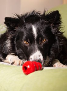 Collie with Kong toy