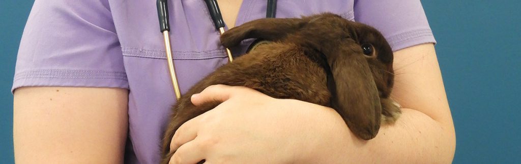 Patient-Care-Assistant-with-rabbit